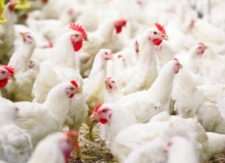 Fotoğraf: David Tadevosian | shutterstock