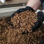 Hyatt Regency Sydney gıda atıklarını böceklerle yönetiyor