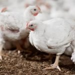 IFF, kanatlılara yönelik iki yem çözümünün onayını duyurdu