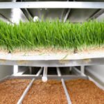 İzmir Buca Belediyesi hasıl yem kapasitesini 5 tona çıkardı