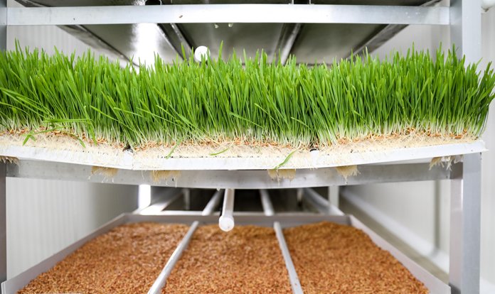 İzmir Buca Belediyesi hasıl yem kapasitesini 5 tona çıkardı