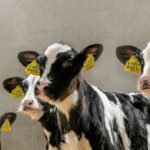 Kış aylarında buzağı bakımında dikkat edilmesi gerekenler