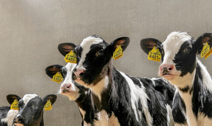 Kış aylarında buzağı bakımında dikkat edilmesi gerekenler