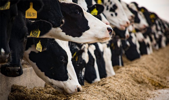 Kis aylarinda buzagi bakiminda dikkat edilmesi gerekenler