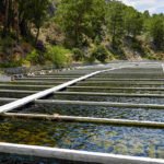 Küçük ölçekli işletmelerin yetiştirdiği alabalıklar, Metro raflarındaki yerini aldı