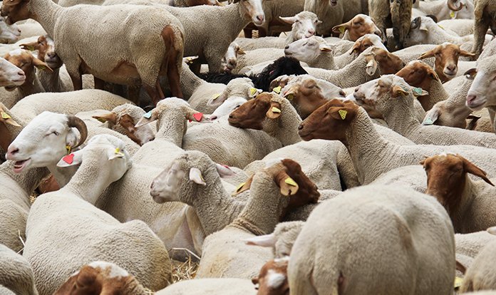 Küçükbaş hayvan ihracatına yeniden izin çıktı