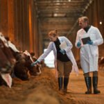 Küresel Büyükbaş Hayvan Yemi Pazarı