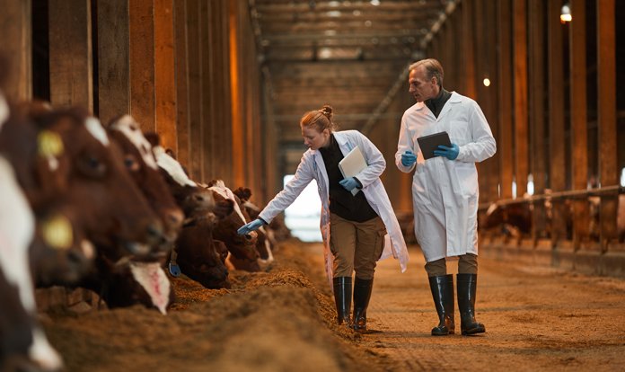 Küresel Büyükbaş Hayvan Yemi Pazarı