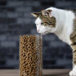 Küresel Evcil Hayvan Maması Pazarı