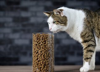 Küresel Evcil Hayvan Maması Pazarı