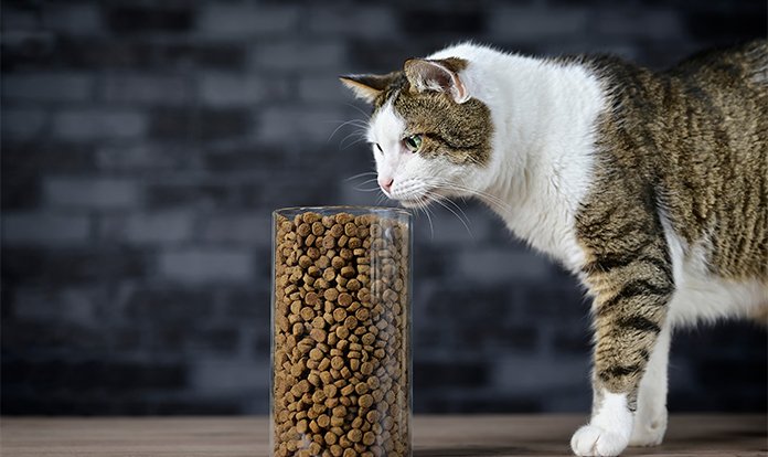 Küresel Evcil Hayvan Maması Pazarı