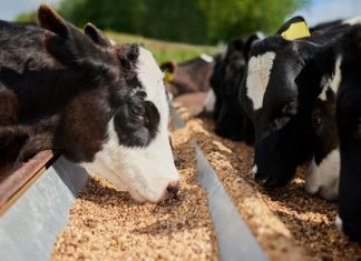 Küresel Hayvan Yemi Pazarı