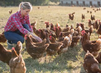 Küresel Kanatlı Yemi Pazarı