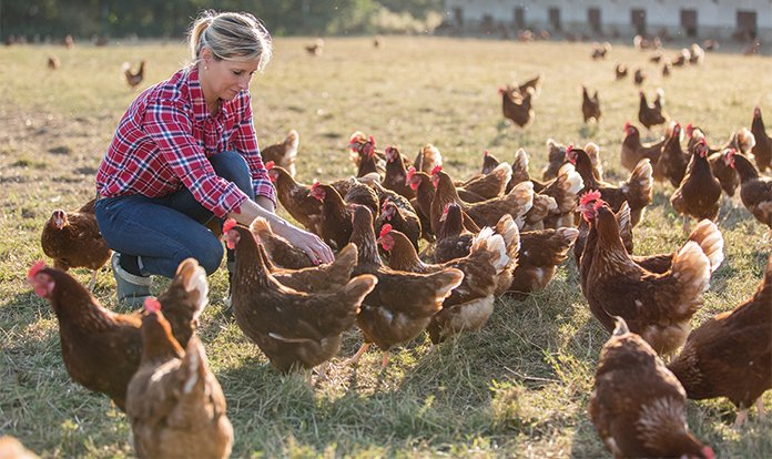Küresel Kanatlı Yemi Pazarı