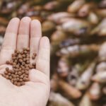 Küresel Su Ürünleri Yemi Pazarı