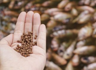 Küresel Su Ürünleri Yemi Pazarı