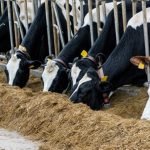 Küresel Yem Katkı Maddeleri Pazarı