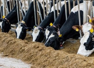 Küresel Yem Katkı Maddeleri Pazarı