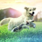 Lallemand, evcil hayvanlara özel yenilikçi mikrobiyal çözümleri kapsayan yeni markasını tanıttı