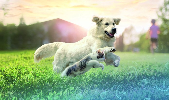 Lallemand, evcil hayvanlara özel yenilikçi mikrobiyal çözümleri kapsayan yeni markasını tanıttı