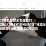 Lallemand, ruminantların sindirim sağlığına yönelik bir program başlatıyor