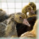 Mersin’de 100 üreticiye 10 bin kaz, 50 ton yem desteği