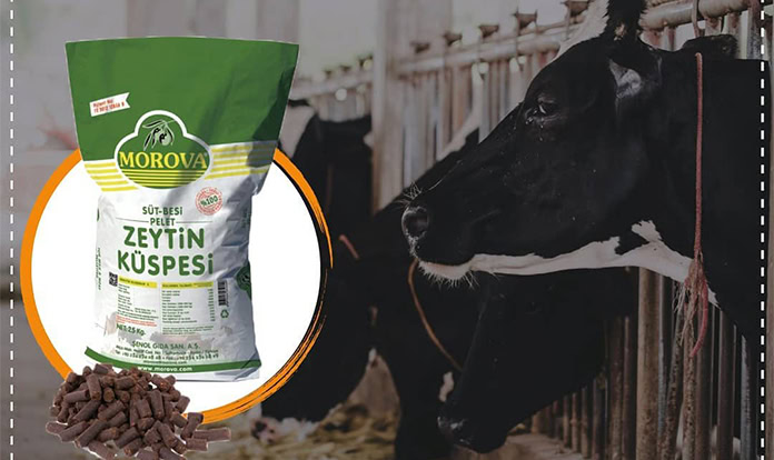 Morova, zeytin yan ürünlerinin yemde kullanımını araştırdı - Yem ...