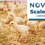 Novus, etlik piliçler için yeni Scale Up Programını başlattı