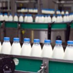 Ruminant hayvanlarda vitamin ve mineral desteği süt verimliliğini artırıyor