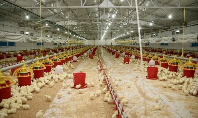 Şenpiliç, ekosistemine eklediği 1.400 broyler kümesi ile istihdamı destekliyor