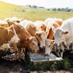 Sıcaklık stresi ruminantlarda küresel sorun haline geldi