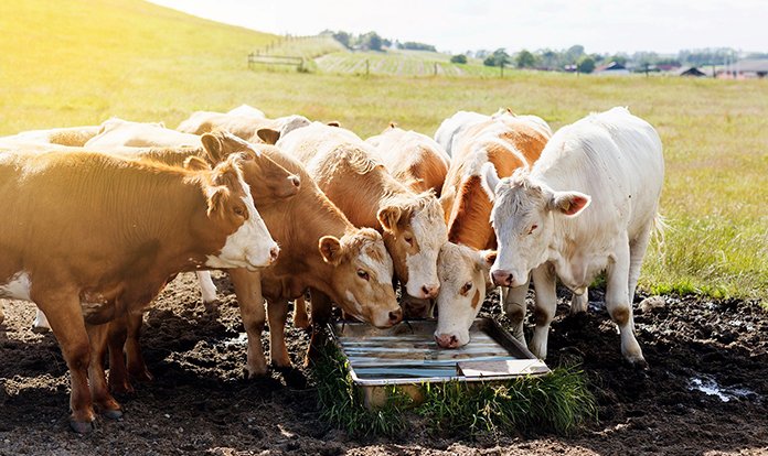 Sıcaklık stresi ruminantlarda küresel sorun haline geldi