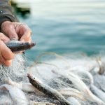 Su ürünleri ihracatı 2 milyar doları aştı