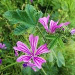 TÜBİTAK destekli proje, ıtır esansiyel yağının etkilerini inceleyecek