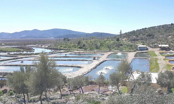 Toprak havuzlarda balık üretiminde hedef büyüyor