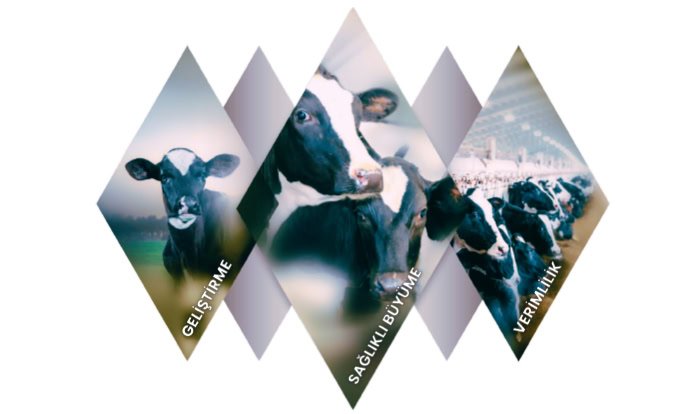 Trouw Nutrition, Ruminant Akademi ile sektöre yön vermeye devam ediyor