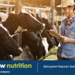 Trouw Nutrition, süt ineklerinde doğru mineral dengesine dikkat çekiyor