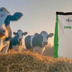 Trouw Nutrition yüksek sıcaklıklarda TMR kalitesini korumanın püf noktalarını paylaştı