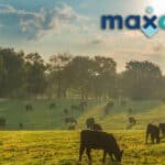 Trouw Nutrition’dan çiftlik ve kümes hayvanları için Maxcare premiks