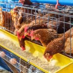 Türk markalar, kafessiz yumurta tedarikini seçiyor