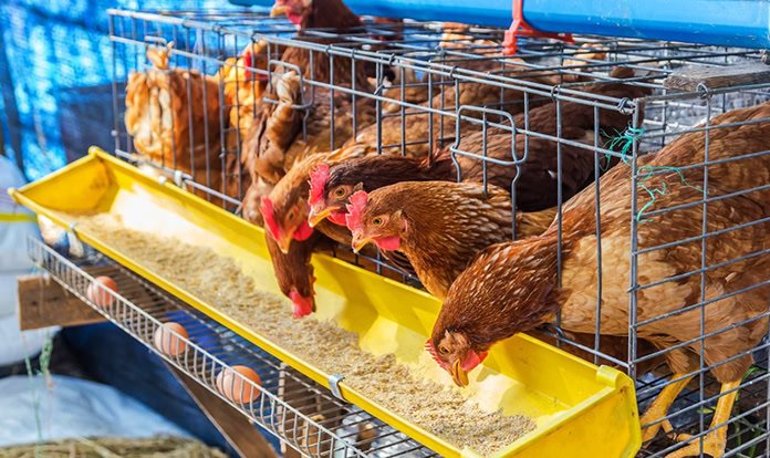 Türk markalar, kafessiz yumurta tedarikini seçiyor