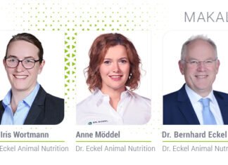 Yumurtacı tavuklar için fitojenik yem katkı maddeleri: Bağırsak sağlığı ve uzun ömür için doğal çözümler