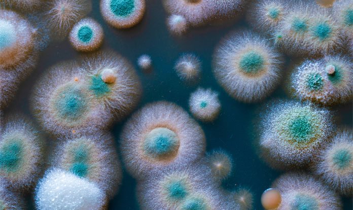 Yem Mikotoksin Bağlayıcıları ve Küresel Pazar Durumu