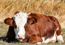 Yem katkı maddesi VF Care, şap hastalığıyla mücadelede umut vaat ediyor