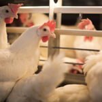 Yeni araştırma Alltech Bioplex® ürününün yumurtacılardaki faydalarını doğruluyor