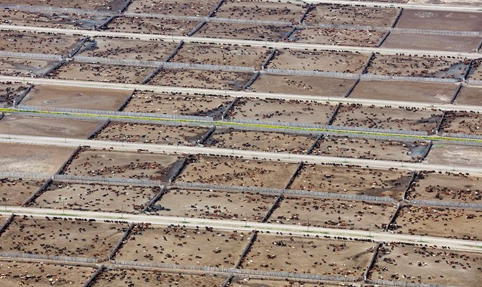 Yeni araştırma: Endüstriyel hayvancılık iklim hedeflerini zorluyor