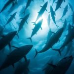 Yeni araştırma, kril ununun çipura için faydalarına ışık tutuyor