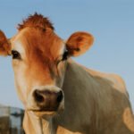 Yeni bir aşı, sığırları şap hastalığından koruyor