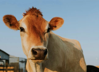 Yeni bir aşı, sığırları şap hastalığından koruyor