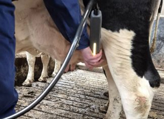 Yeni mastitis projesi, antibiyotik kullanımını ve süt israfını azaltmayı hedefliyor